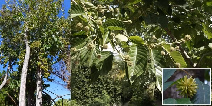 Trong khi các nghiên cứu tiếp tục khám phá tiềm năng y học của camptothecin, cây hỉ thụ cũng trở thành biểu tượng của sự đa dạng sinh học và quý hiếm.