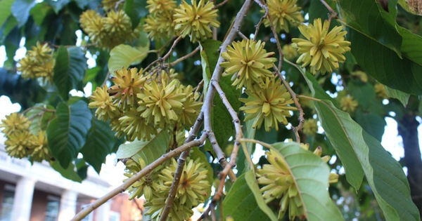 Ngoài tác dụng chống ung thư, cây hỉ thụ có giá trị kinh tế cao. Thân cây lớn, nhẹ và mềm, làm nên nguồn nguyên liệu quý cho ngành công nghiệp sản xuất giấy, ván ép, và làm đồ nội thất.