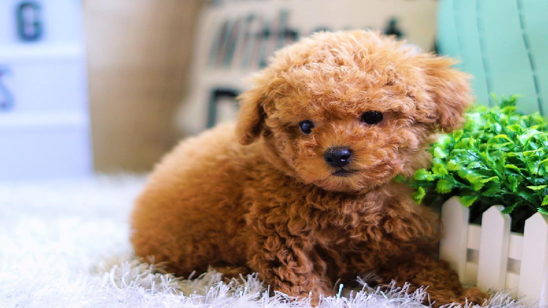 4. Chó Poodle: Chó săn có nguồn gốc từ Châu Âu, Poodle được ưa chuộng với vẻ ngoài xinh xắn và tính cách hiền lành.
