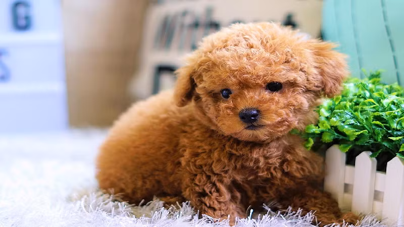 4. Chó Poodle: Chó săn có nguồn gốc từ Châu Âu, Poodle được ưa chuộng với vẻ ngoài xinh xắn và tính cách hiền lành.