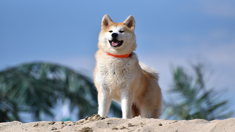 2. Chó Akita Inu: Xuất thân từ Nhật Bản, Akita Inu sở hữu sức mạnh, trí thông minh và lòng trung thành.