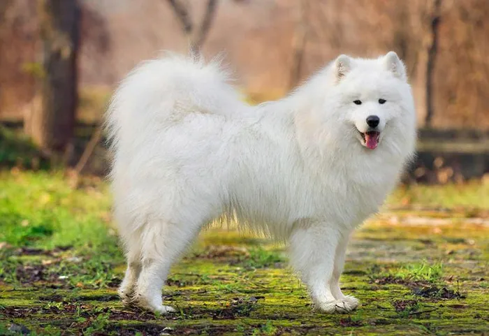 3. Chó Samoyed: Là một trong những giống chó đẹp nhất thế giới, Samoyed nổi tiếng với bộ lông trắng tinh và vẻ ngoài dễ thương, Samoyed là giống chó thân thiện và gần gũi.