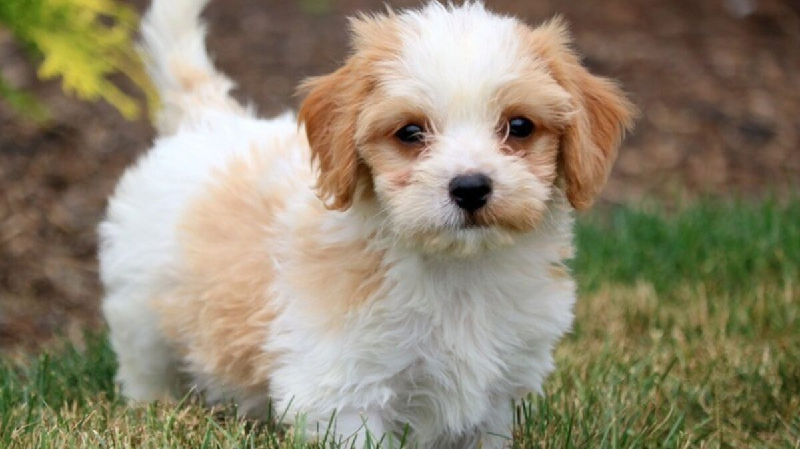 5. Chó Havanese: Là chó quốc gia của Cuba, Havanese có kích thước nhỏ, thân hình cường tráng và tính cách thích hợp cho làm vật nuôi gia đình.