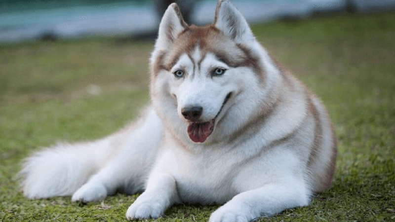 7. Siberian Husky: Nổi tiếng với bộ lông dày và ấn tượng, Husky có vẻ ngoài cao lớn nhưng rất hiền lành, thân thiện và trung thành.
