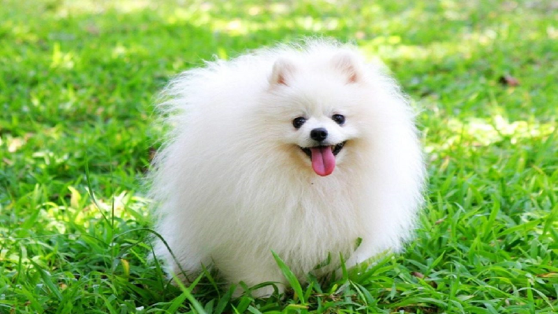 6. Chó Pomeranian (Pom): Còn được gọi là chó Phốc Sóc, Pom có ngoại hình bắt mắt và tính cách sống động, tình cảm.