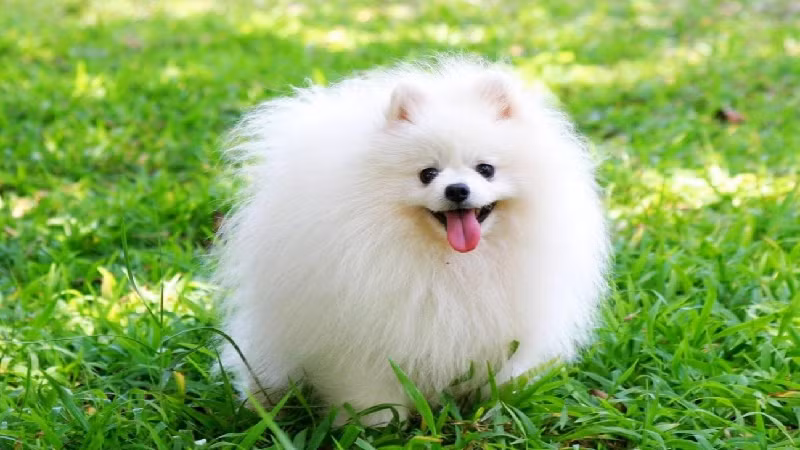 6. Chó Pomeranian (Pom): Còn được gọi là chó Phốc Sóc, Pom có ngoại hình bắt mắt và tính cách sống động, tình cảm.