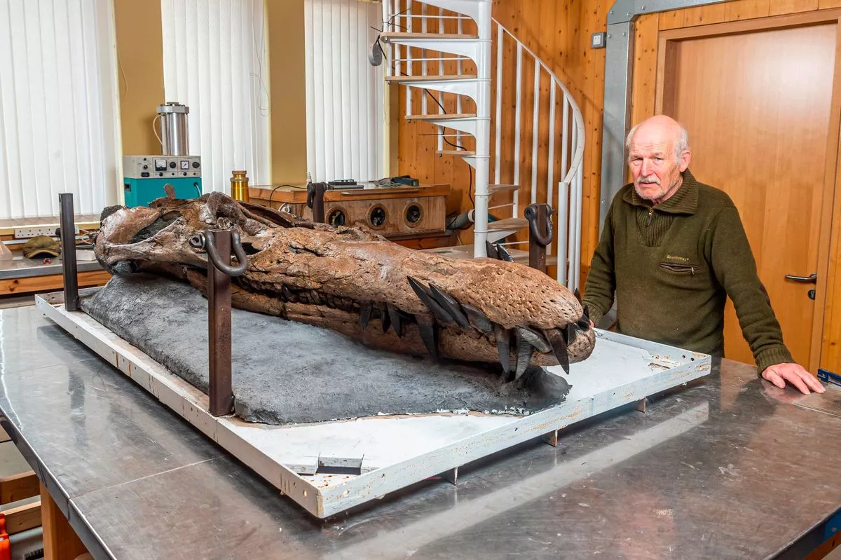 Phát hiện này là kết quả của nỗ lực của nhà nghiên cứu hóa thạch Phil Jacobs và mang lại thông tin quan trọng về loài động vật biển kỷ Jura.