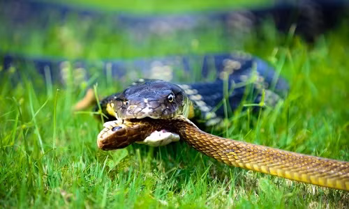 Một con rắn chuột khác cũng được phát hiện trong tư thế đang nuốt chửng 2/3 cơ thể của chính nó.