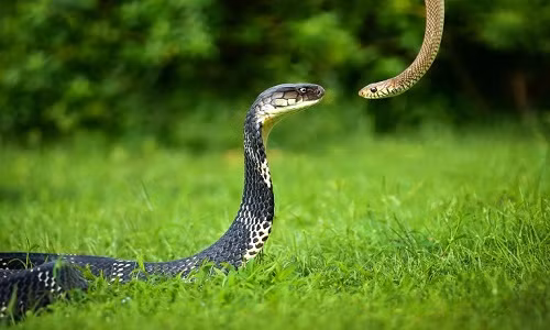 Trong một cửa hàng thú nuôi, rất nhiều người cũng đã kinh hãi khi thấy con rắn này tự nuốt và cắn đuôi mình đến mức máu chảy loang lổ.