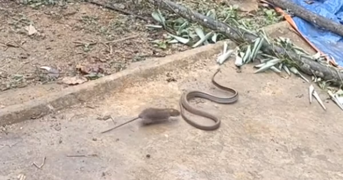 Con mồi của chúng thường gồm chim và động vật gặm nhấm. Rắn chuột không độc và vô hại, chúng chỉ cắn người khi bị khiêu khích nhưng hầu như chúng sẽ lẩn tránh con người.