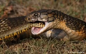 Rắn chuột cũng là con mồi của một số loài rắn khác như rắn san hô, rắn hổ mang chúa, rắn sọc vằn... chúng cũng là loài vật thuộc nhóm động vật tự ăn bản thân khi có bằng chứng cho thấy một con rắn chuột đang tự nuốt đuôi của mình và đã chết khi cố gắng làm điều đó một vài lần nữa.