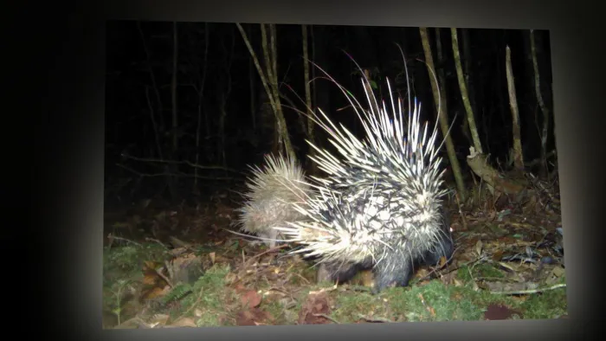 7. Nhím bạch tạng: Loài nhím bạch tạng được phát hiện tại Lâm Đồng, Việt Nam năm 2020.