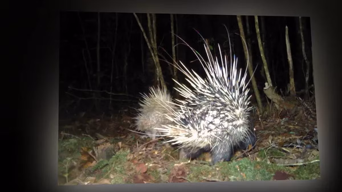 7. Nhím bạch tạng: Loài nhím bạch tạng được phát hiện tại Lâm Đồng, Việt Nam năm 2020.