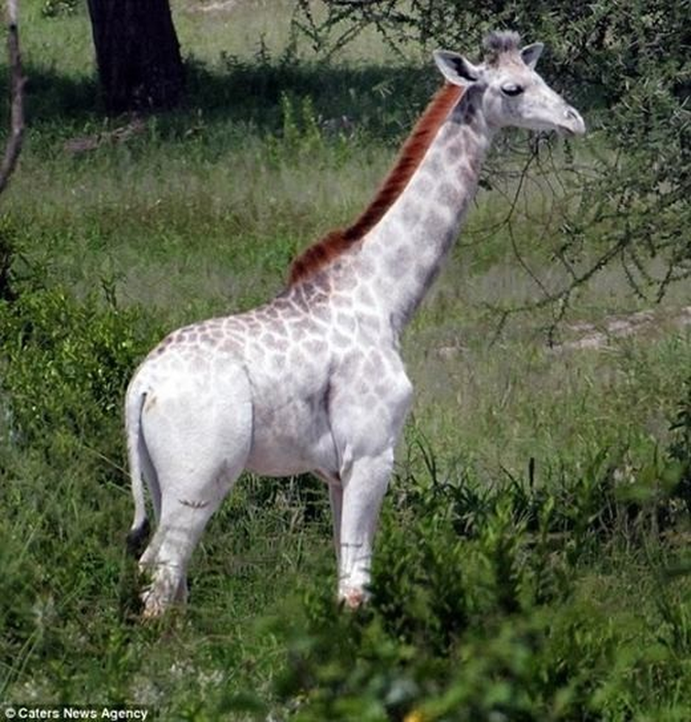 3. Hươu cao cổ bạch tạng: Tại Vườn quốc gia Tarangire, Tanzania, người ta đã phát hiện một chú hươu cao cổ bị bạch tạng, được gọi là Omo. Chú hươu này bị săn lùng bởi màu sắc nổi bật trên đồng cỏ.