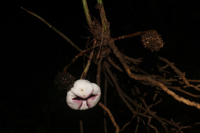 Những phát hiện này chứng minh sự đa dạng sinh học của khu vực này, đồng thời thúc đẩy nghiên cứu và bảo tồn môi trường tự nhiên tại tỉnh Thừa Thiên - Huế.