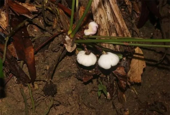 Tỏi đá Phong Điền không chỉ là một phát hiện quan trọng cho sự đa dạng sinh học tại Khu bảo tồn thiên nhiên Phong Điền mà còn là động lực cho cho việc nghiên cứu và bảo tồn khu vực này.