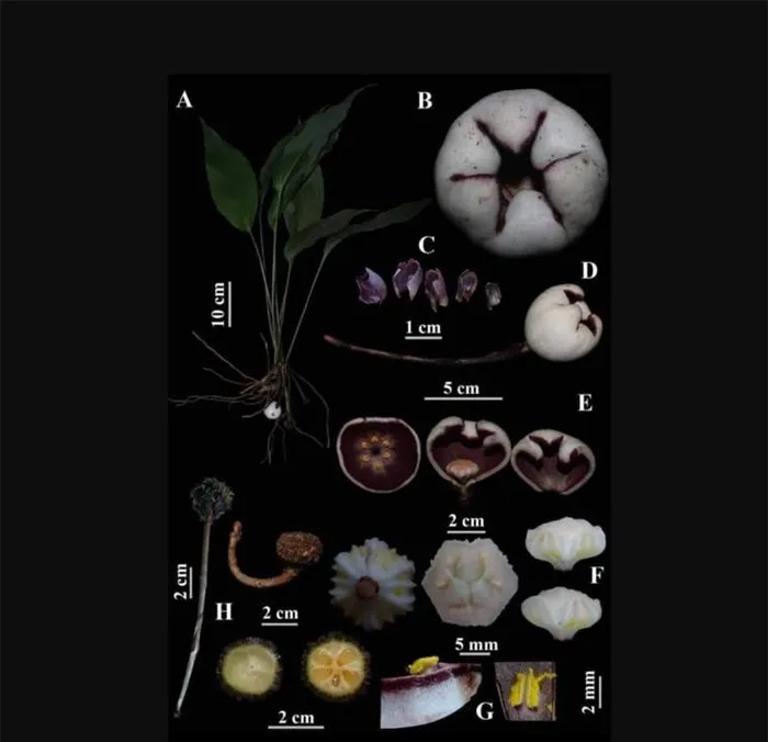 Loại tỏi Phong Điền này có hình thái giống với loại tỏi A.khangii, nhưng có phiến lá rộng hơn, mặt ngoài màu trắng, phấn hoa vàng, có sự khác biệt về bao phấn và nhụy hoa. Tên của nó được đặt theo tên Khu Bảo tồn thiên nhiên Phong Điền, nơi duy nhất mà loài cây này được phát hiện cho đến thời điểm hiện tại.