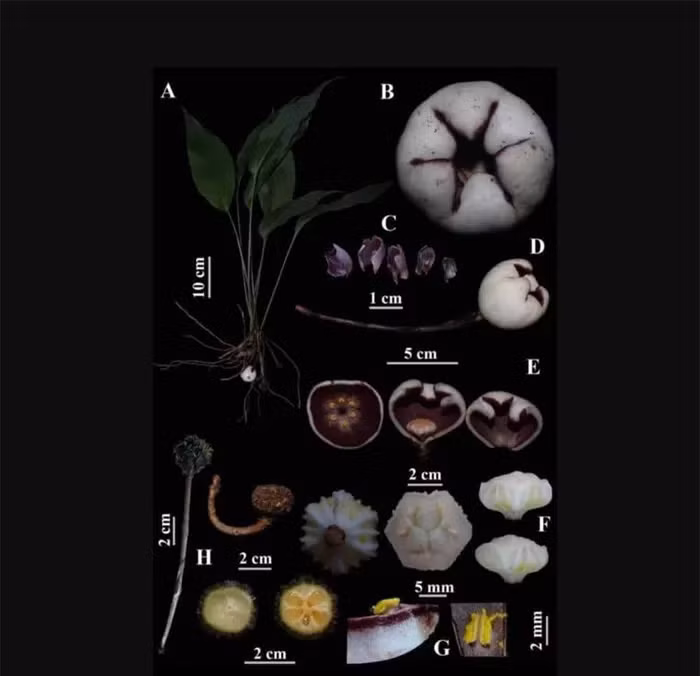 Loại tỏi Phong Điền này có hình thái giống với loại tỏi A.khangii, nhưng có phiến lá rộng hơn, mặt ngoài màu trắng, phấn hoa vàng, có sự khác biệt về bao phấn và nhụy hoa. Tên của nó được đặt theo tên Khu Bảo tồn thiên nhiên Phong Điền, nơi duy nhất mà loài cây này được phát hiện cho đến thời điểm hiện tại.