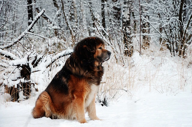 Chó ngao nhập khẩu từ châu Âu giá khoảng 200 triệu đồng.