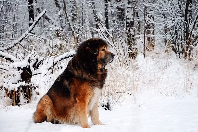 Chó ngao nhập khẩu từ châu Âu giá khoảng 200 triệu đồng.