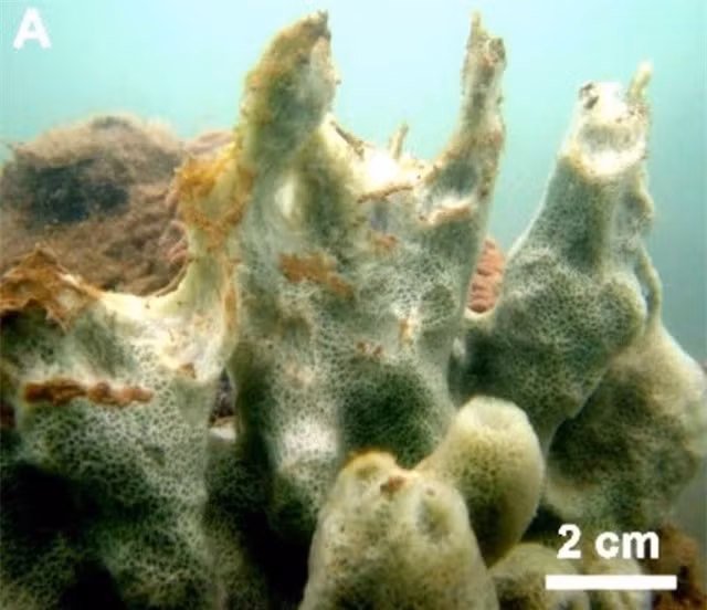 Bọt biển này có kích thước lớn (20cm), dạng hình ống, và có màu xanh nhạt độc đáo.