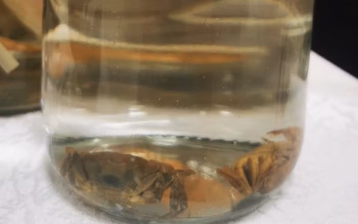 Đặc biệt, có 2 mẫu tiêu bản của loài cua nước ngọt mới (Chinaptamon insulare) chỉ phân bố ở một số đảo của Quảng Ninh.