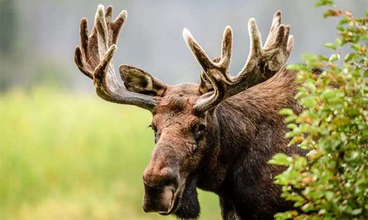 Loài này đóng vai trò quan trọng trong hệ sinh thái, đồng thời là một biểu tượng quan trọng trong văn hóa và lịch sử của nhiều dân tộc.