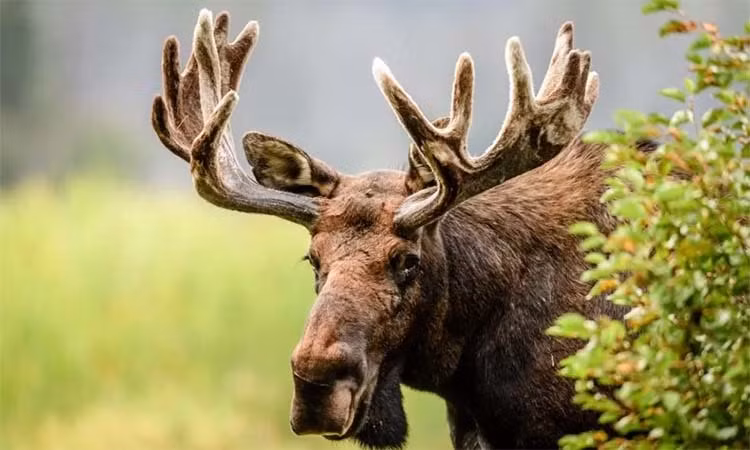 Loài này đóng vai trò quan trọng trong hệ sinh thái, đồng thời là một biểu tượng quan trọng trong văn hóa và lịch sử của nhiều dân tộc.