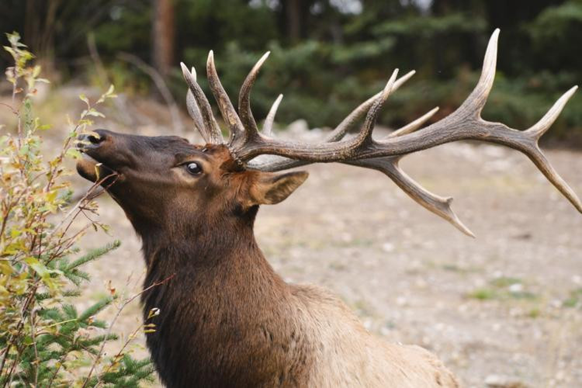 Nai sừng tấm, hay còn gọi là Alces, là một chi động vật có vú thuộc họ Hươu nai. Đây là loài động vật lớn nhất trong họ, với chiều cao trung bình từ 1,8 - 2,1 mét tính tại vai.