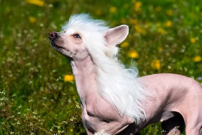 Chó Chinese Crested được biết đến với vẻ đẹp độc lạ, thậm chí giành chiến thắng trong cuộc thi World’s Ugliest Dog (Chú chó xấu nhất thế giới). Có hai loại chó Chinese Crested: Hairless (không lông) và Powderpuff (lông dài).
