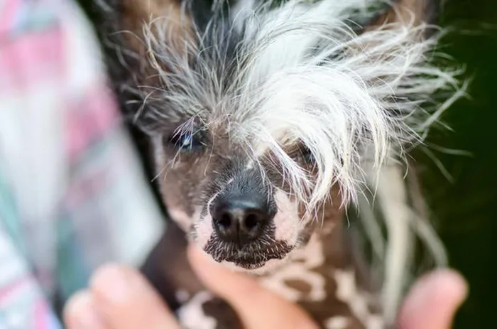 Chó Chinese Crested nổi tiếng với thủy thủ Trung Quốc vào thế kỷ 13, khi chúng được chọn lựa để có kích thước nhỏ hơn, thuận tiện mang lên thuyền. Tên chúng được đặt theo chữ Trung Quốc.