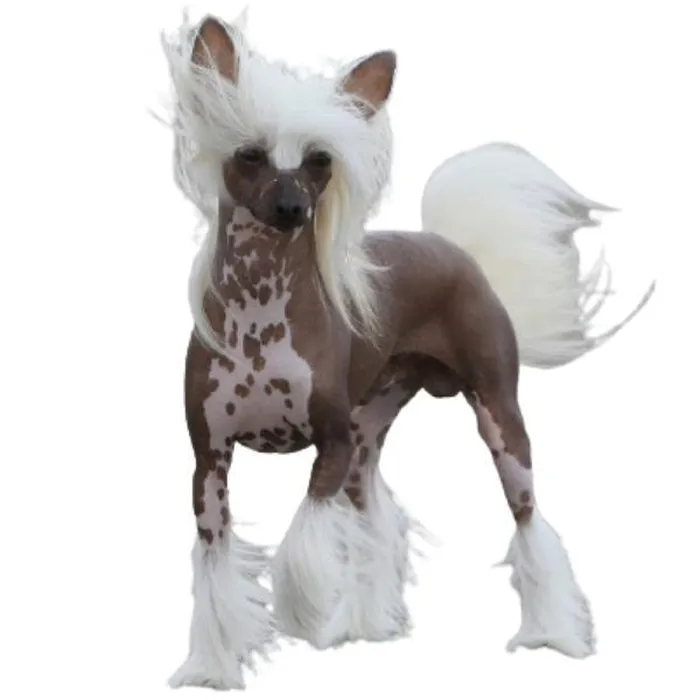 Chó Chinese Crested bắt đầu xuất hiện ở Hoa Kỳ vào cuối thế kỷ 18 và giữa thế kỷ 19, nhờ vào sự giúp đỡ của vũ công nổi tiếng Gypsy Rose Lee.