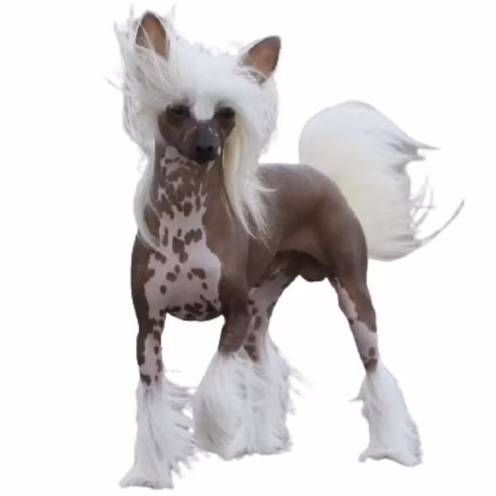 Chó Chinese Crested bắt đầu xuất hiện ở Hoa Kỳ vào cuối thế kỷ 18 và giữa thế kỷ 19, nhờ vào sự giúp đỡ của vũ công nổi tiếng Gypsy Rose Lee.