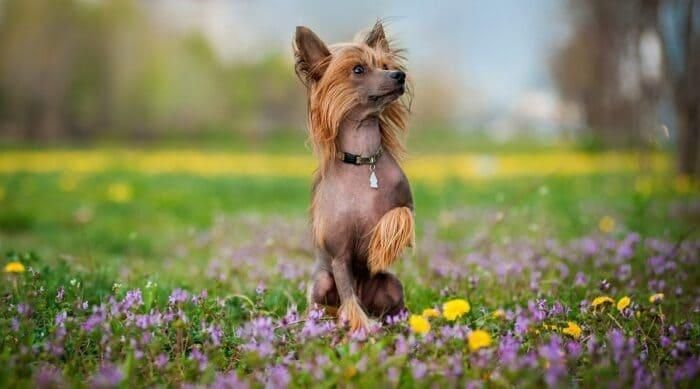 Chó Chinese Crested được xem là loại chó quý hiếm và đắt giá nhất thế giới hiện nay.