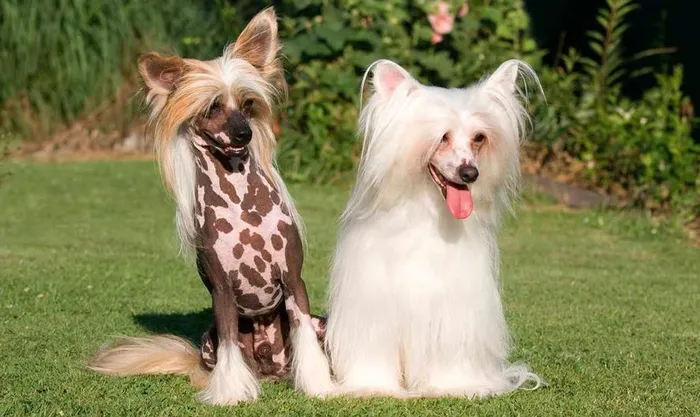 Mặc dù tên tiếng Anh là Chinese Crested Dog, nhưng nguồn gốc của giống chó quý hiếm này có thể đến từ Nam Mỹ hoặc châu Phi, không có quan hệ gì đến Trung Quốc. Tên gọi khác bao gồm Chinese Hairless, Chinese Edible Dog, Chinese Ship Dog, và Chinese Royal Hairless.