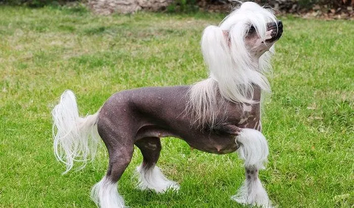 Khác với chó thông thường, chó Chinese Crested có ít lông và có khả năng ở yên một chỗ trong thời gian dài mà không cảm thấy khó chịu.