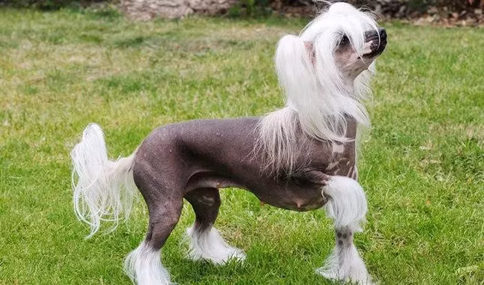 Khác với chó thông thường, chó Chinese Crested có ít lông và có khả năng ở yên một chỗ trong thời gian dài mà không cảm thấy khó chịu.