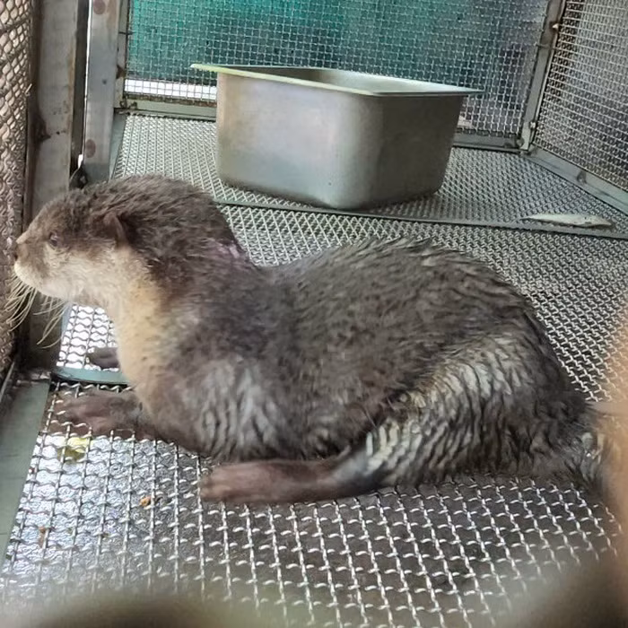 Cán bộ Kiểm lâm TP HCM đã tiếp nhận và xác định đây là loài rái cá vuốt bé đực, nặng 2,5 kg, tạm thời chăm sóc tại Thảo Cầm Viên trước khi đưa về Trạm cứu hộ Động vật hoang dã tại huyện Củ Chi để nuôi dưỡng và thả về tự nhiên khi đủ điều kiện.