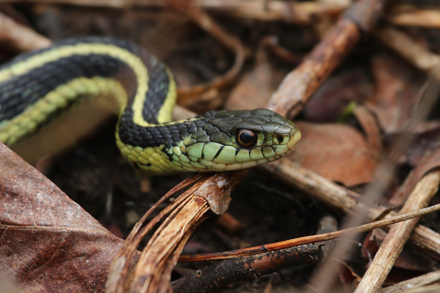 Cô cũng không thể xác định được loài rắn nào đã đẻ ra những quả trứng này.