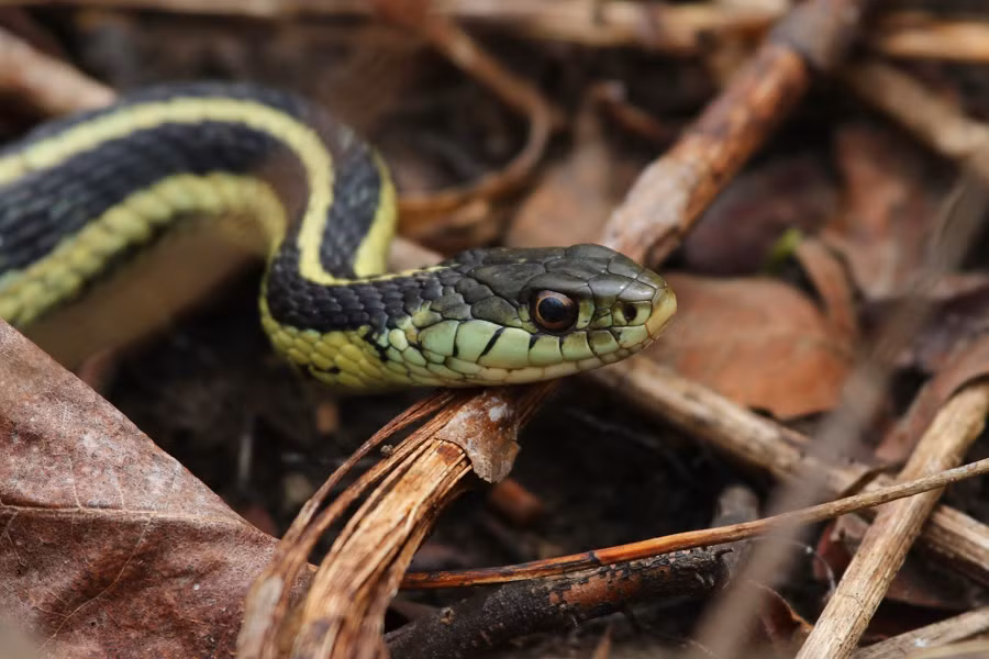 Cô cũng không thể xác định được loài rắn nào đã đẻ ra những quả trứng này.