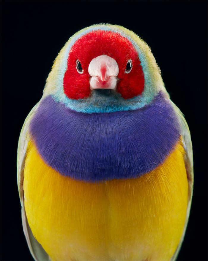 3. Gouldian Finch: Loài chim sẻ Gouldian từ Úc là một trong những loài có màu sắc sặc sỡ nhất trong số các loài chim sẻ. Năm 1992, nó được phân loại là loài nguу cấp theo tiêu chí C2ai của IUCN.