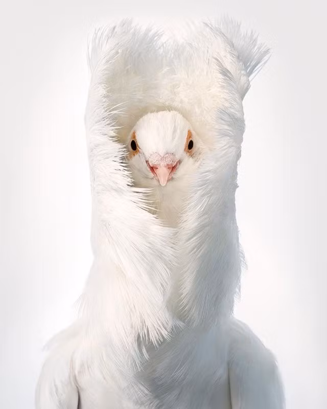 5. Chim bồ câu Jacobin: Jacobins là một trong những giống chim bồ câu nội địa lâu đời nhất trên thế giới, có nguồn gốc từ Ấn Độ. Việc chúng đến châu Âu trong thế kỷ 16 là điều đã thúc đẩy sự tiến hóa thành những loài chim triển lãm thời trang mà chúng ta thấy ngày nay.