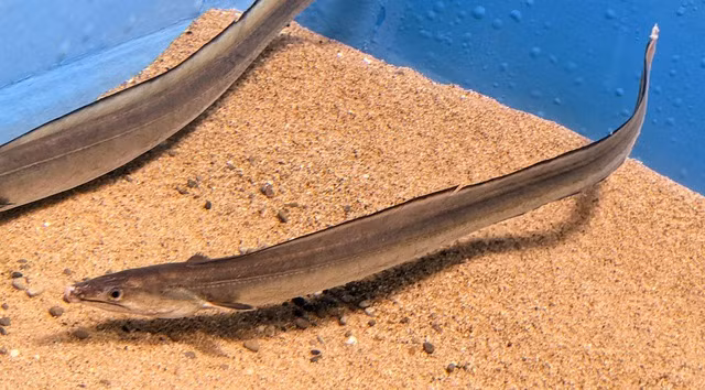 Ở Việt Nam, đặc biệt là tại Cà Mau và các đảo ngoài khơi như Hòn Hàn, Hòn Chuối, ngư dân đã phát triển một nguồn thu nhập đáng kể từ việc câu bắt một loại cá đặc sản có tên là Cá Lạc.