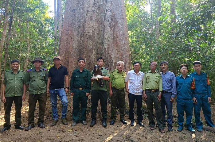 Việc thả cá thể diều hoa Miến Điện về rừng tự nhiên là một việc quan trọng trong công tác bảo tồn động vật hoang dã và duy trì sự đa dạng sinh học trong môi trường tự nhiên. Đây cũng là minh chứng cho sự hợp tác tích cực giữa cộng đồng và các đơn vị chức năng trong việc bảo vệ và quản lý nguồn lợi thiên nhiên.