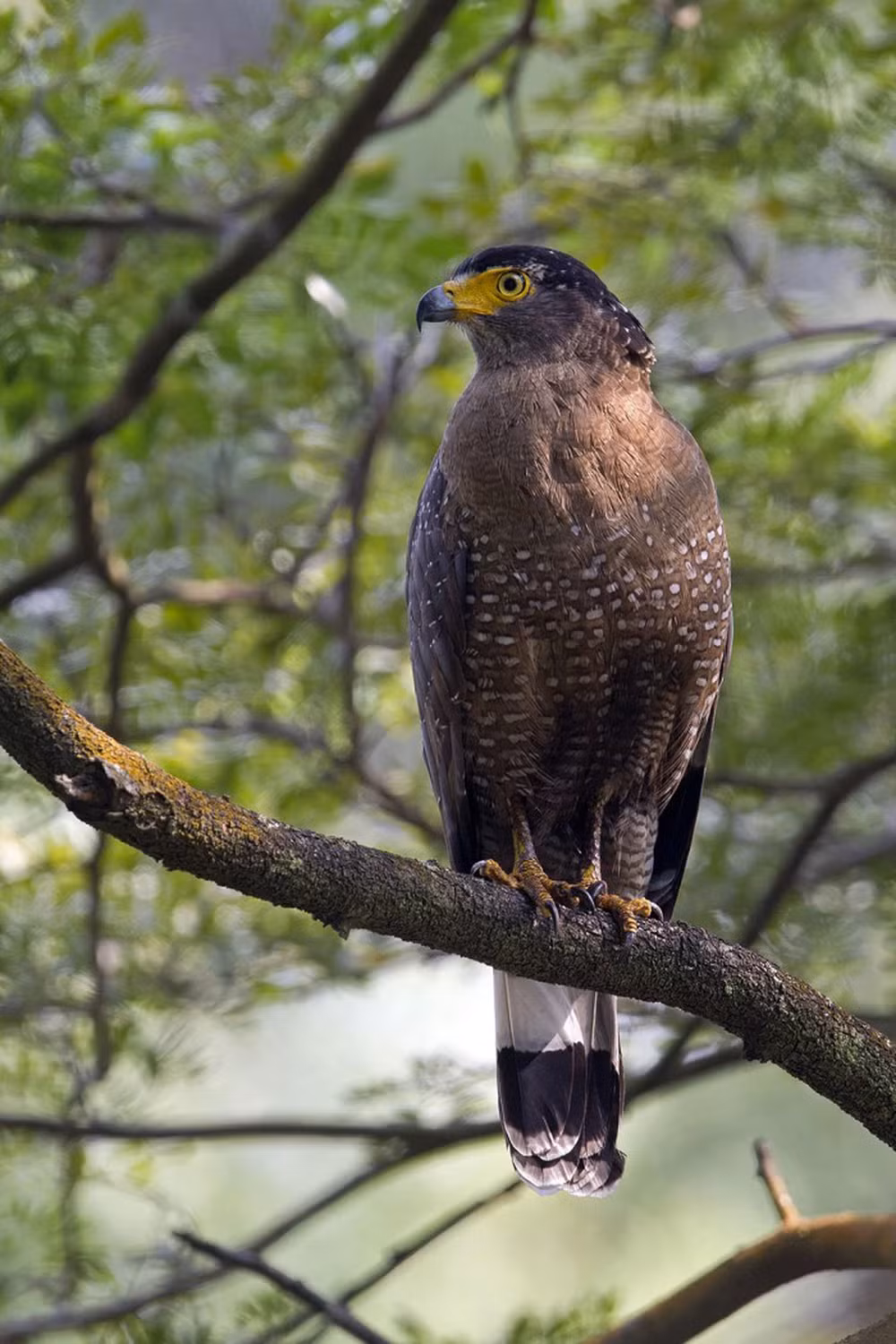 Với kích thước trung bình khoảng 56-74 cm, chúng thu hút sự chú ý với đầu lớn và mảnh mai, đỉnh đầu có đoạn lông dài giống như cái mào phía sau, tạo nên vẻ mạnh mẽ và dũng mãnh.