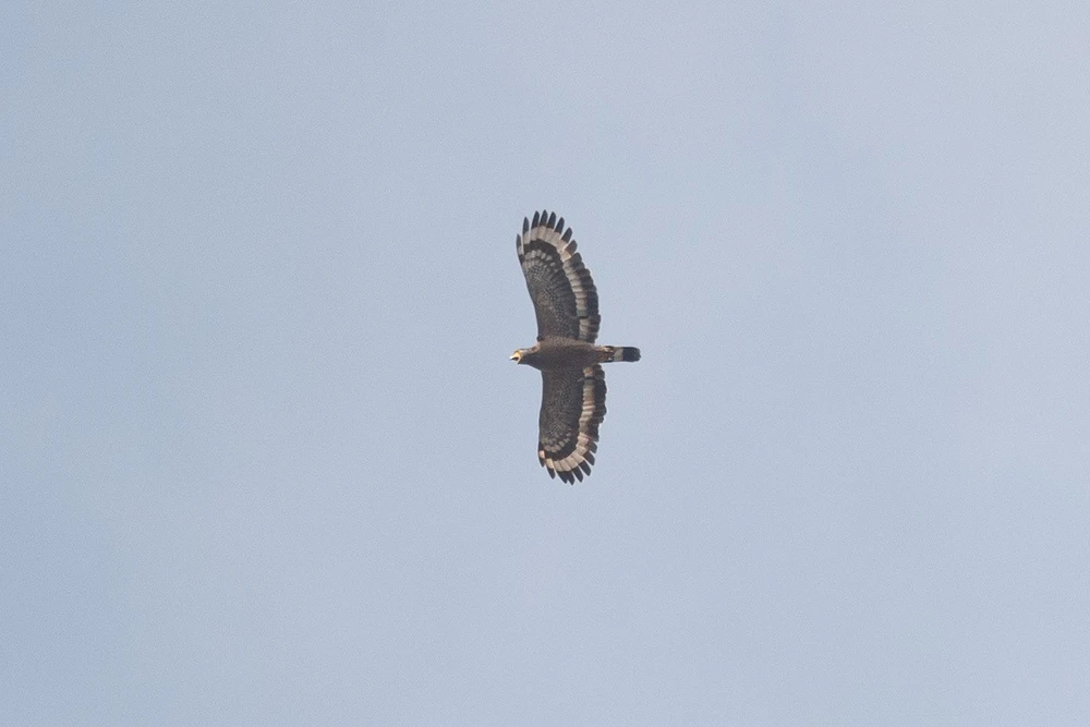 Thời gian sinh sản của diều hoa Miến Điện bắt đầu vào cuối Đông hàng năm, khi chim cái ấp trứng trong tổ và con đực đi kiếm thức ăn để nuôi gia đình. Tổ của chúng được xây mới mỗi năm, thường dọc theo các cây ven sông.