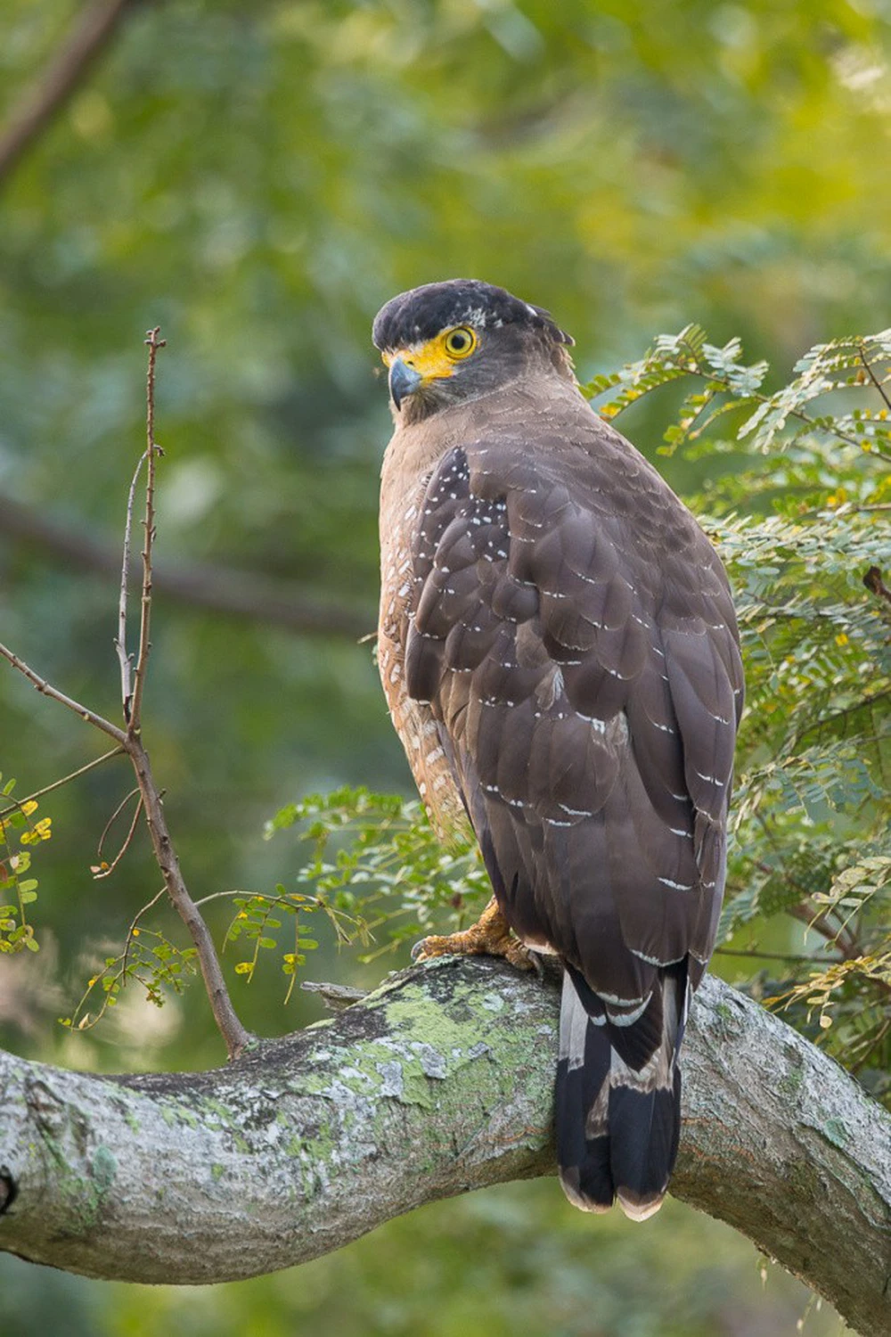 Chúng có môi trường sống chủ yếu ở các cánh rừng ở Ấn Độ, Việt Nam, Indonesia, Thái Lan, Trung Quốc, và nhiều quốc gia khác trong khu vực.