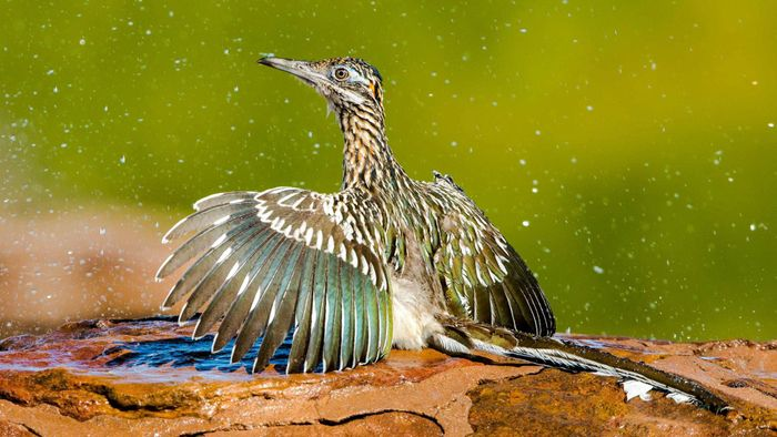  Gà lôi đuôi dài có tên khoa học là Geococcyx.