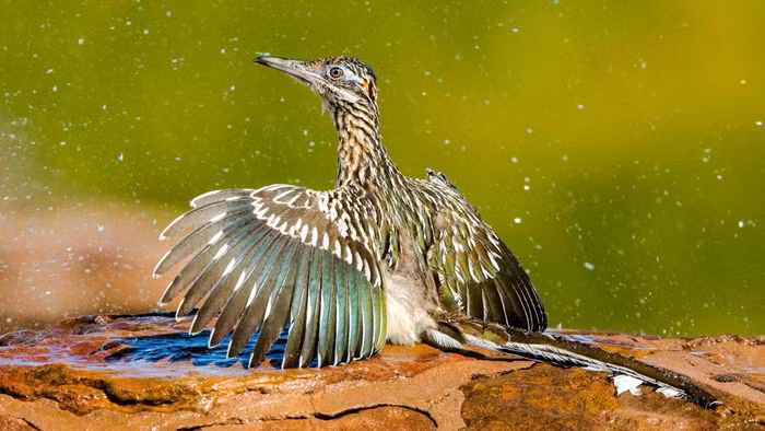  Gà lôi đuôi dài có tên khoa học là Geococcyx.