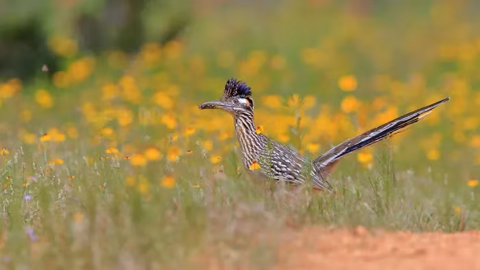 Gà lôi đuôi dài có khả năng bay từng đoạn ngắn, nhưng lại chẳng mấy khi bay mà chỉ thích chạy bộ.